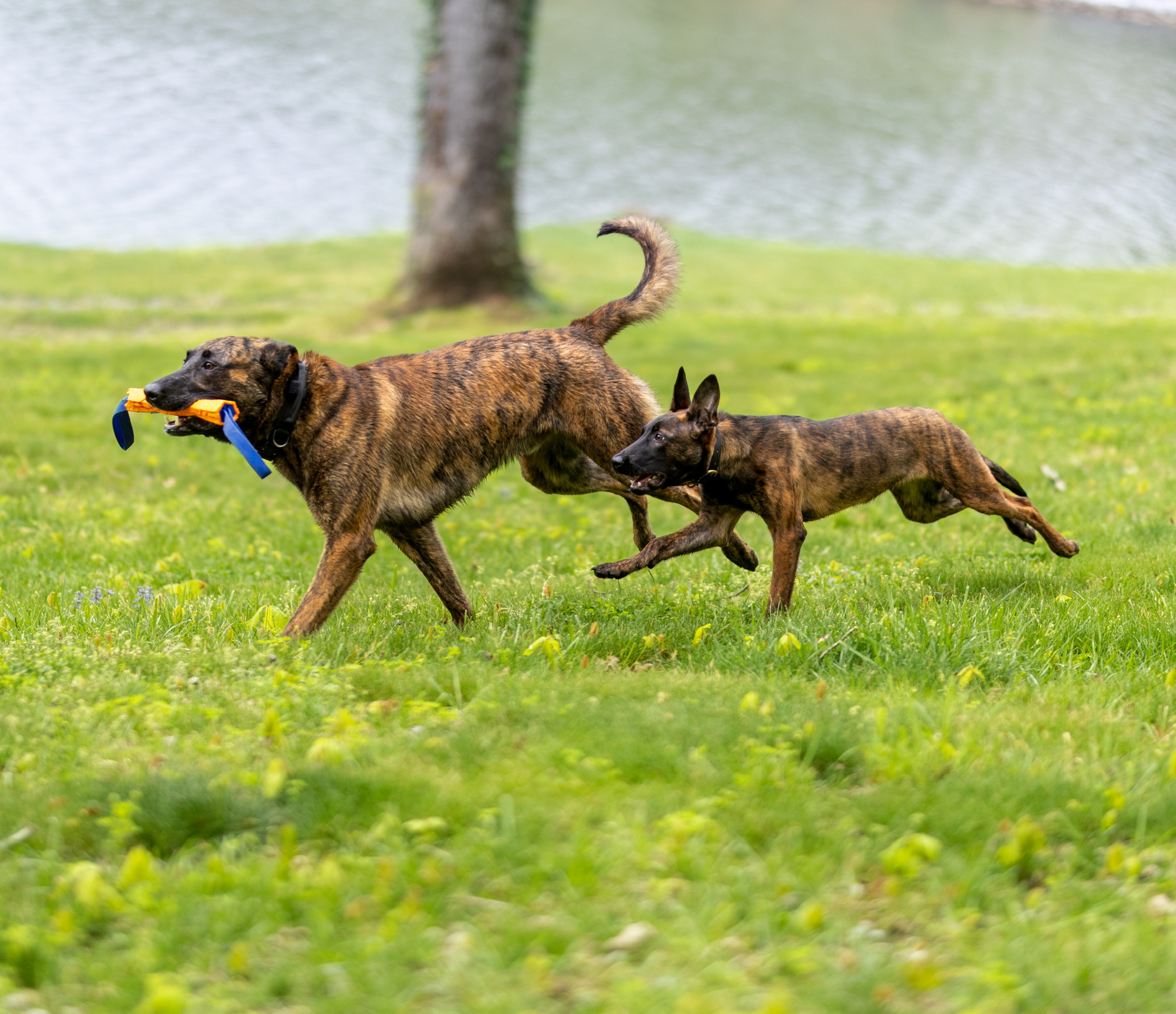 Two Oak Creek K9 dogs running together across a field
