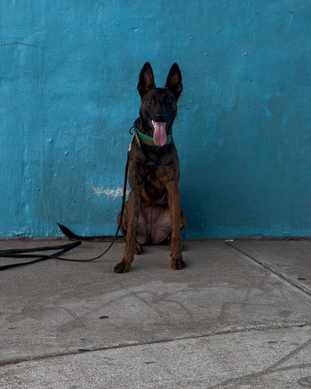 Oak Creek K9 retained Dutch Shepherd prospect